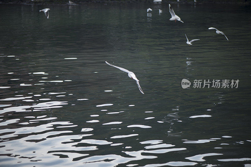 海鸥在海面上飞翔