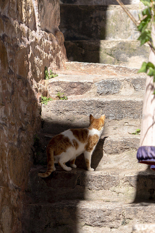 猫在石阶上