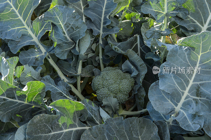 加利福尼亚沿海农场上成熟的西兰花的特写