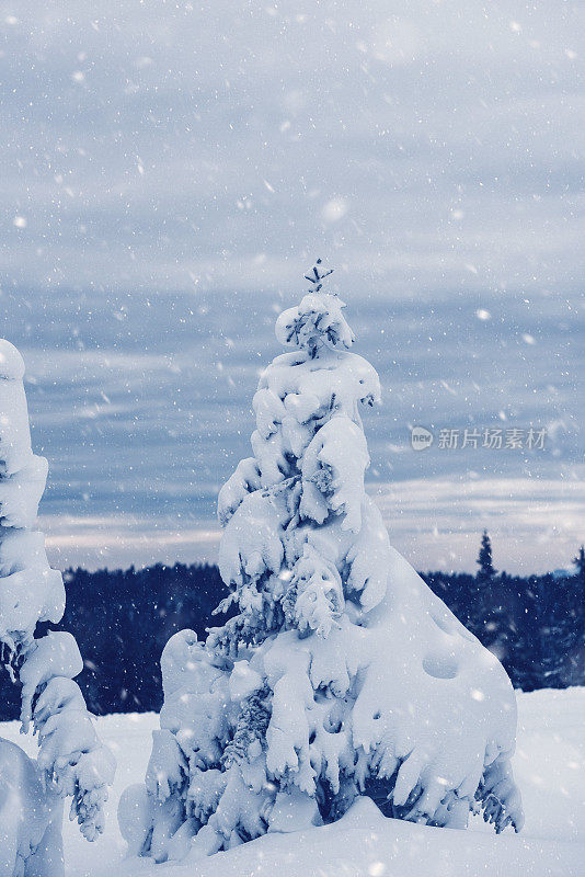 云杉林中雪花飘落