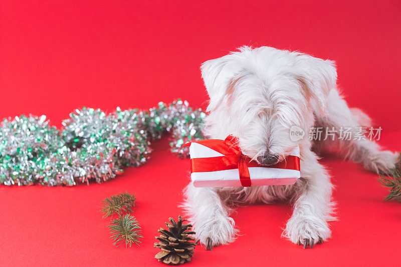 雪纳瑞犬圣诞节