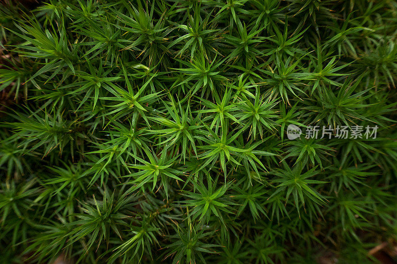 星状苔藓的特写。高分辨率图片