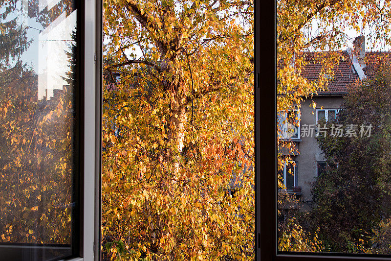 打开窗户看到一棵彩色的桦树