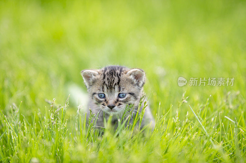 田野里孤单的小猫