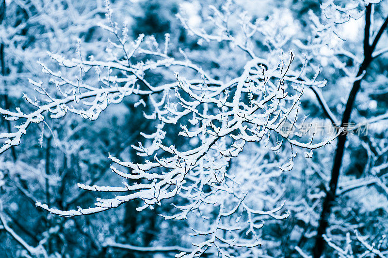 分支与雪