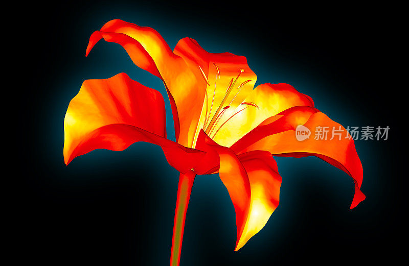 一幅黑色孤立花的红外线图像，孤挺花的3d插图。