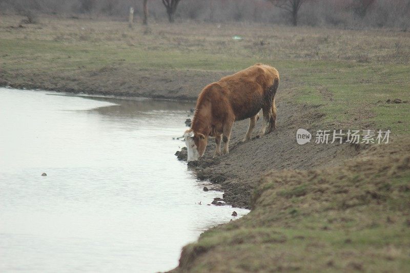 家畜在野外喝水