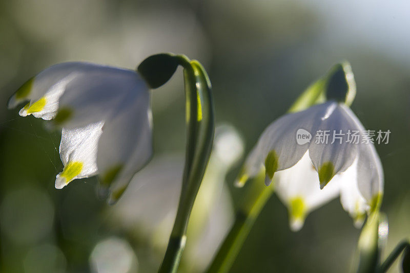 春天的雪花花(白花)在春天，闭合