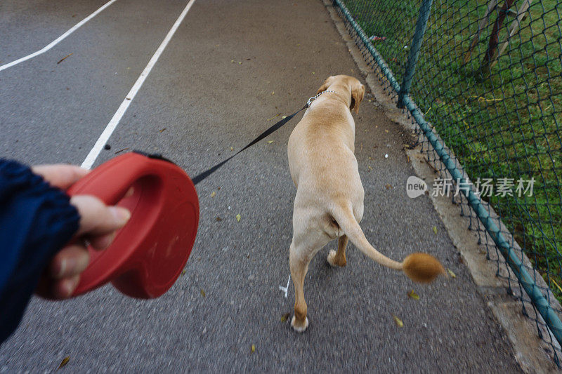 导盲犬在过街时帮助盲人