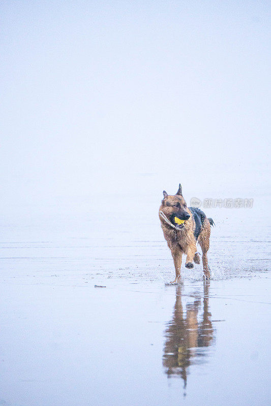 德国牧羊犬在海滩上和海里玩球