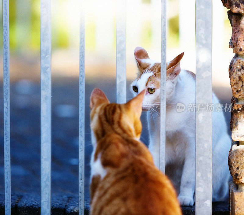 两只姜黄色的猫在栅栏门口相遇