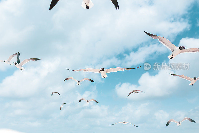 海鸥一起飞翔，蓝天为背景
