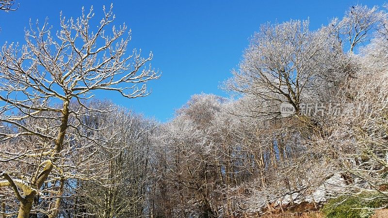 白雪皑皑的树木映衬着蓝天