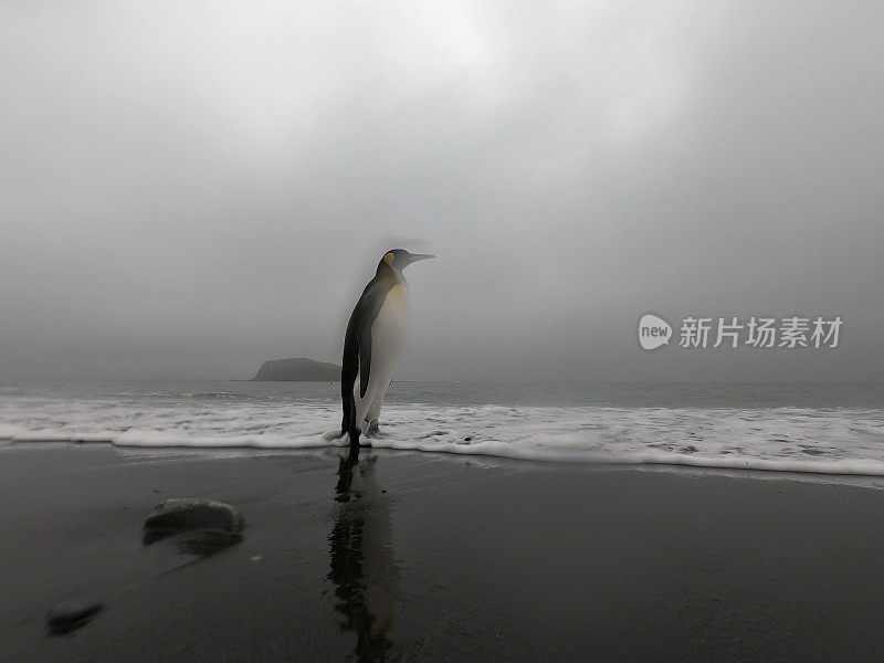 国王企鹅在沙滩上散步