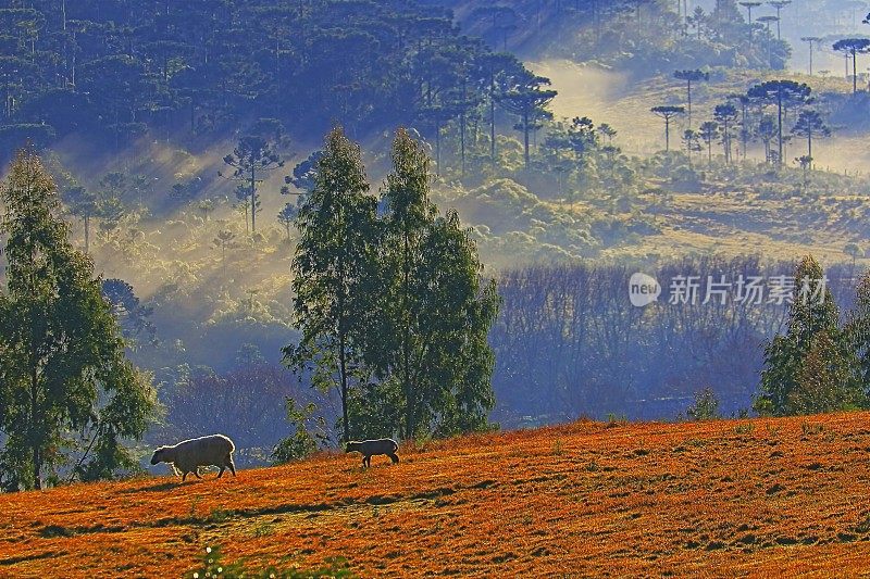 金色草地上的羊群——日出时的风景——巴西南部