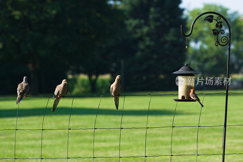 清晨的鸽子在篱笆上