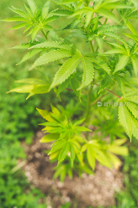 大麻植物的特写镜头