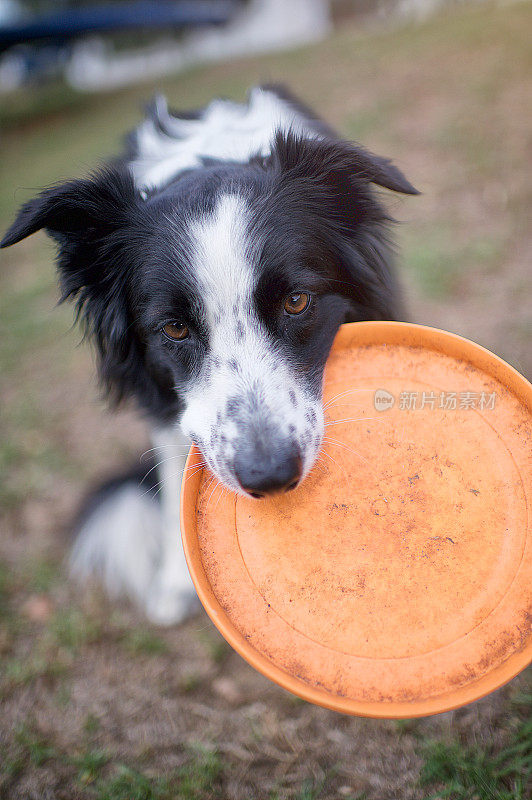 边境牧羊犬飞盘爱近