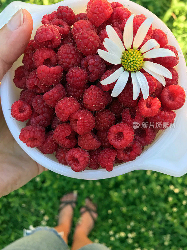 一个女人端着一碗从我的乡村花园摘来的新鲜多汁的覆盆子