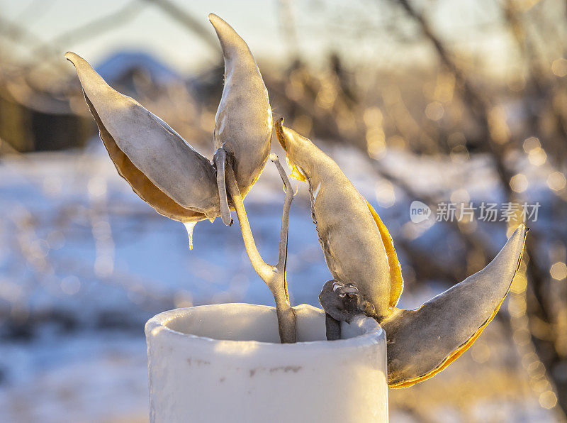 暴风雪过后，马利筋豆荚上满是冰霜。