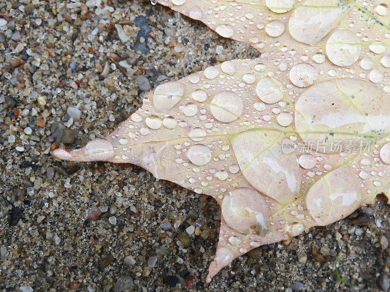 水滴在枫叶的一侧