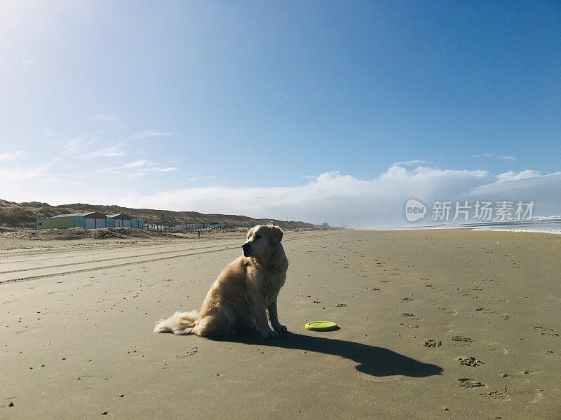 海滩上的金毛寻回犬