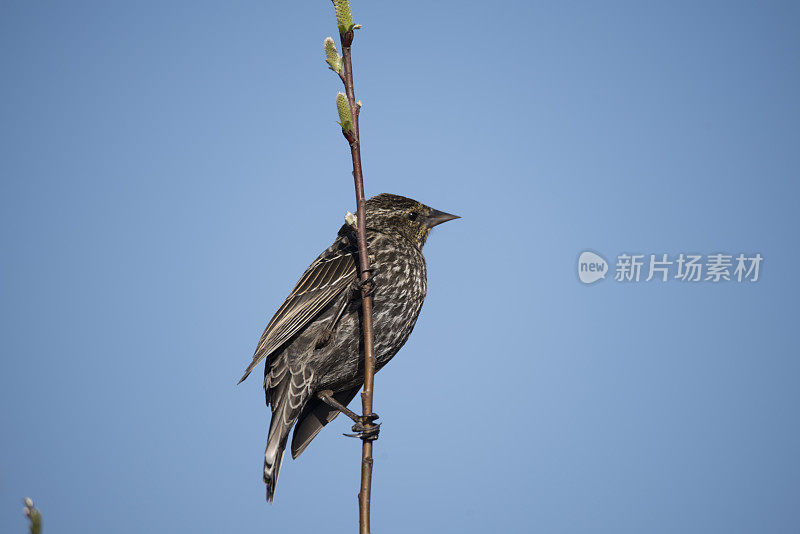 雌性红翼黑鸟