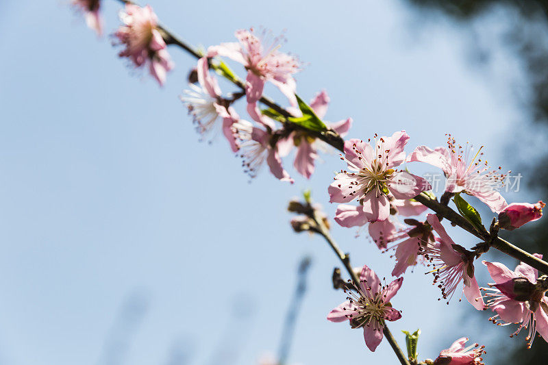 桃花