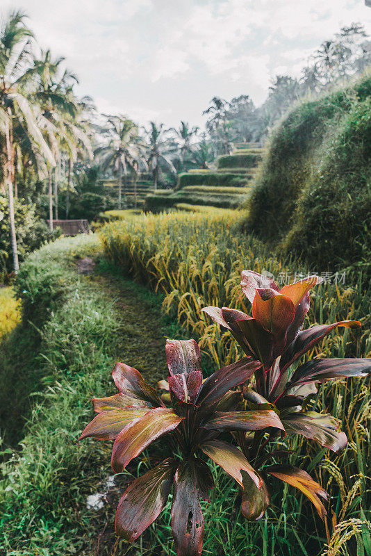 印尼巴厘岛的Tegallalang稻田风景