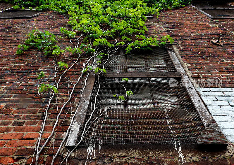 窗户上爬满常春藤的老建筑
