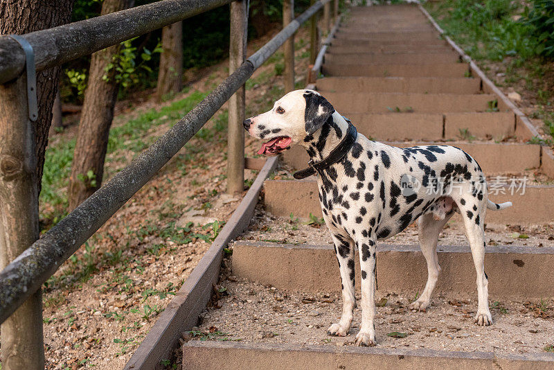 达尔马提亚犬