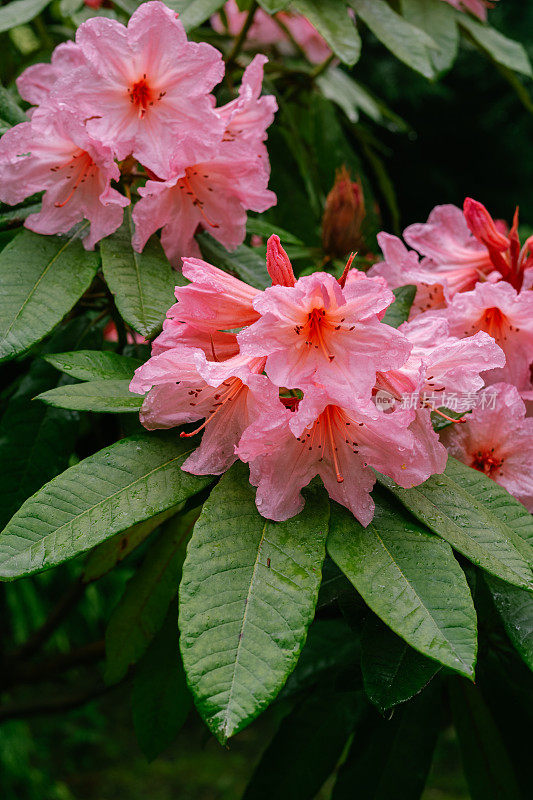 雨后的银花杜鹃