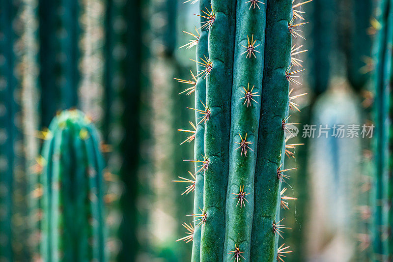 不同种类的外来仙人掌植物排成一行