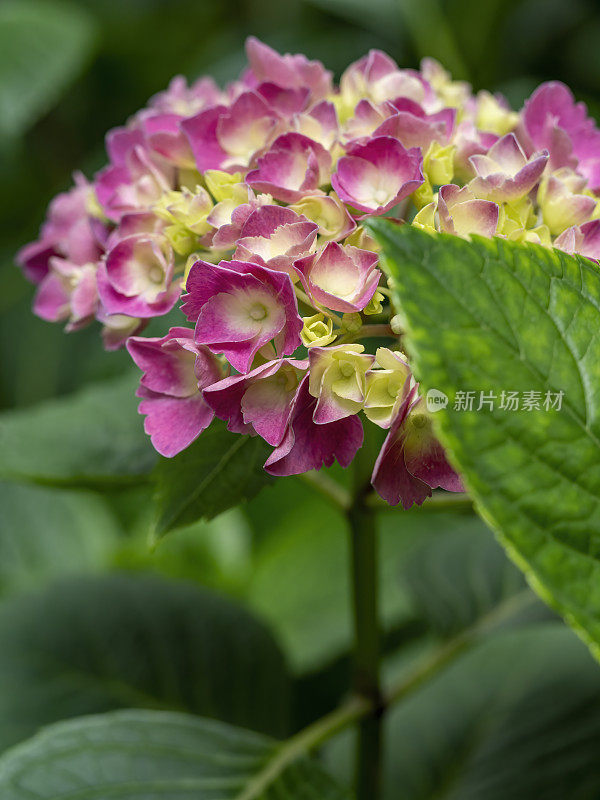 花园里盛开的绣球花的特写