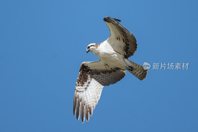 鱼鹰在空中盘旋，寻找下面的鱼