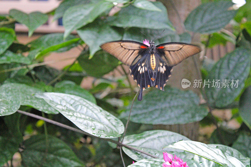 温室里的热带植物-蝴蝶花园-黑色和棕色，有亮粉色的“眼睛”