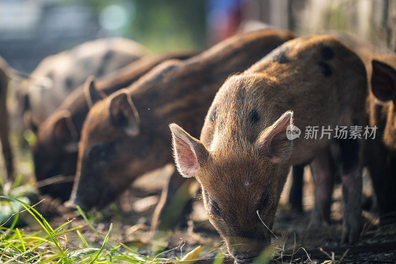 一小群棕色的小猪在草丛里嗅着或吃着什么