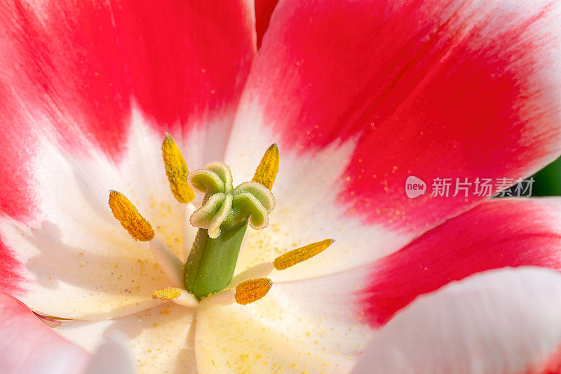 红色郁金香花。花的背景。特写镜头。自然