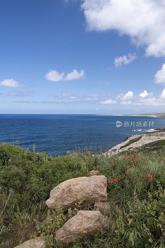 从高处可以看到大海和遥远的岩石海岸，前景是巨石、荨麻种子和罂粟花