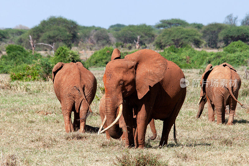 察沃东部国家公园野生红色非洲象