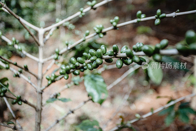 阿拉比卡咖啡豆种植在山上的咖啡种植区。