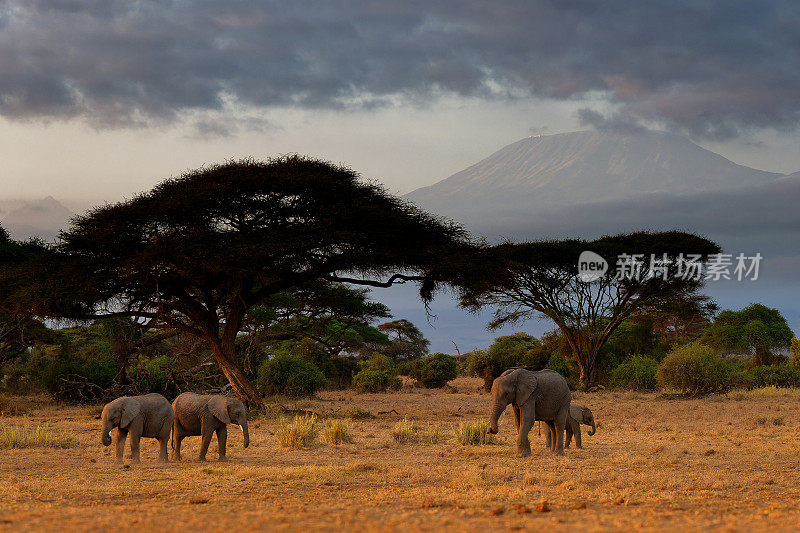 非洲丛林象-早上，在乞力马扎罗山下的安博塞利公园的大草原上，非洲象群Loxodonta非洲象群正在大草原上吃草