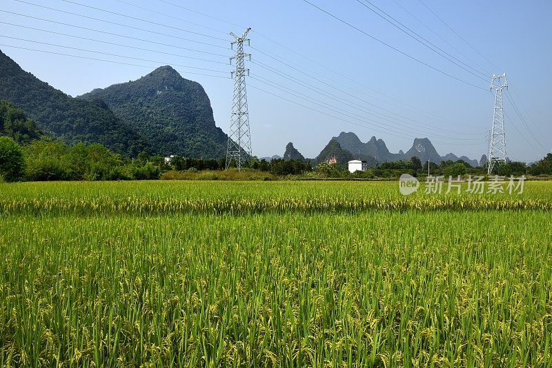 喀斯特地貌未污染农业区-稻田