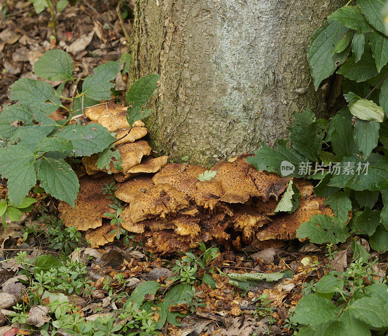 蘑菇科是一种生长在腐烂植物上的蘑菇。在众多属中，被归为strophariaceae的是臭名昭著的裸盖菇属。