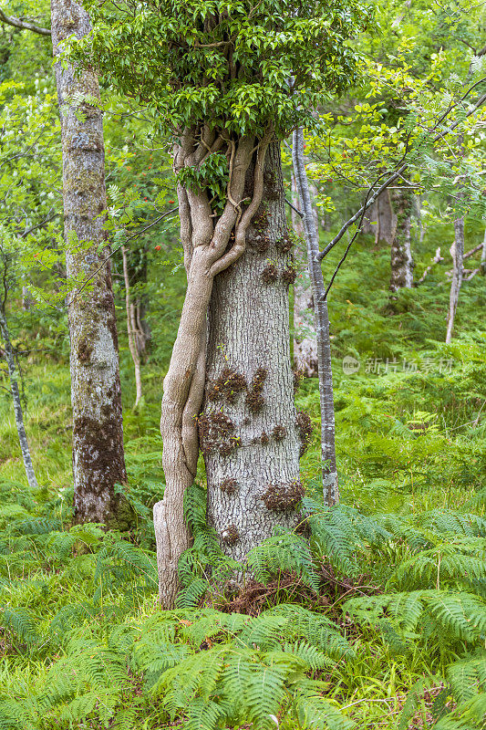 奇怪的共生树排列在英国苏格兰巴尔马哈海岸外的洛蒙德湖的印奇卡洛赫无人岛上