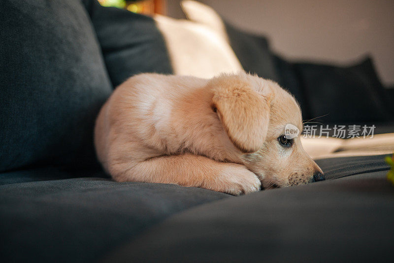 拉布拉多猎犬小狗在沙发上玩玩具