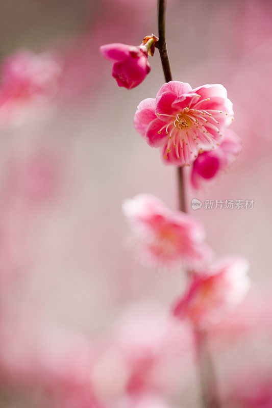 近距离看粉红梅花