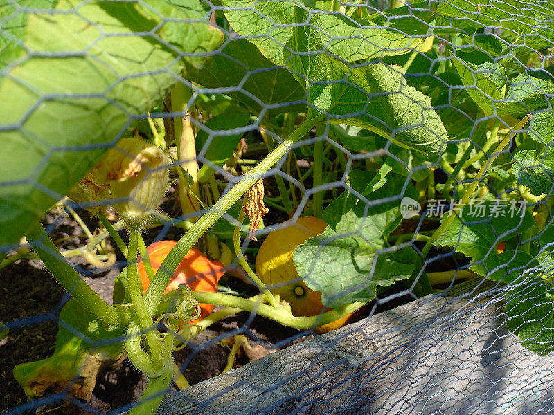 种植在城市园艺项目中的南瓜被金属栅栏保护起来，防止害虫