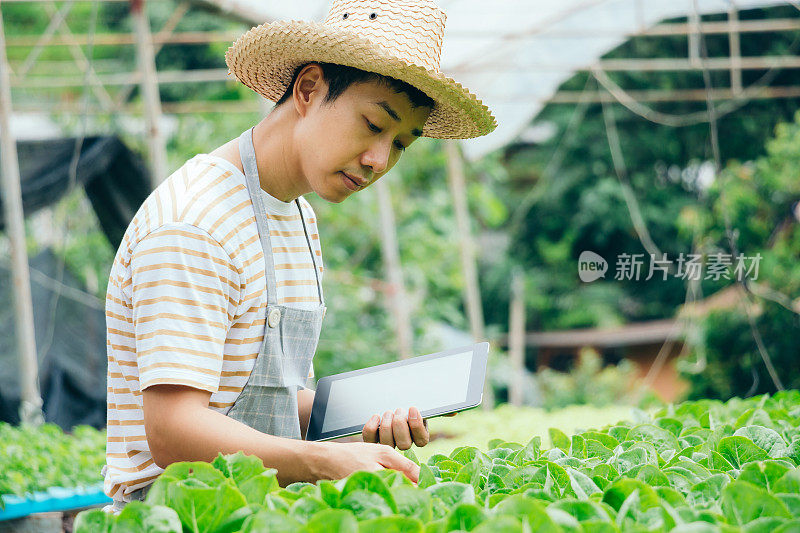 年轻农民在有机农场使用数码平板检查新鲜蔬菜。