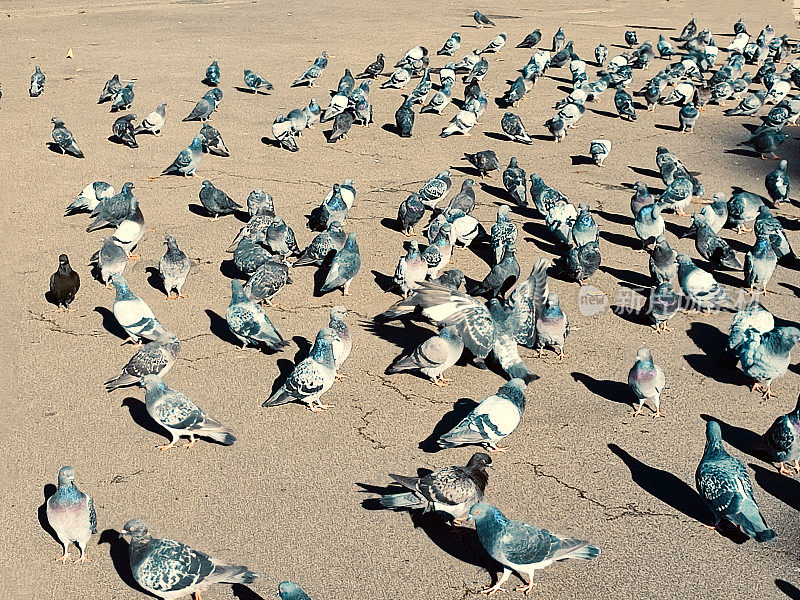 野鸽聚集在英国苏格兰格拉斯哥的乔治广场